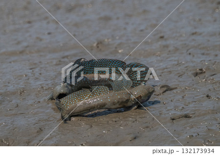 有明海　干潟の風景 132173934