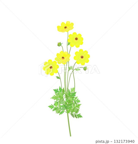 キバナコスモスのイラスト 132173940