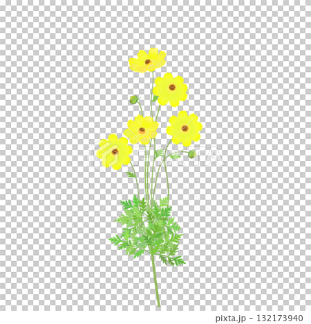 キバナコスモスのイラスト 132173940