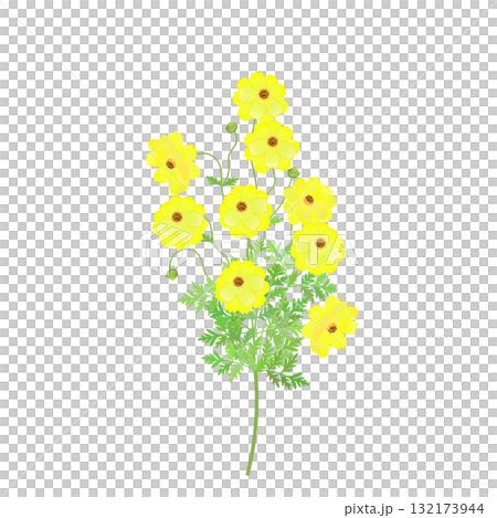 キバナコスモスのイラスト キバナコスモスのイラスト 132173944