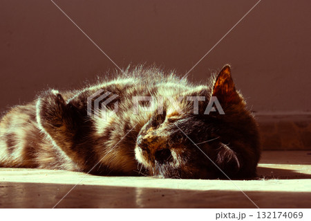 Tortoiseshell cat relaxing in the sunlight. A close-up shot of a cat lying down, basking in the warm sunlight, creating a peaceful and serene atmosphere. Relaxed domestic kitty on a floor. Feline pet Tortoiseshell cat relaxing in the sunlight. A close-up shot of a cat lying down, basking in the warm sunlight, creating a peaceful and serene atmosphere. Relaxed domestic kitty on a floor. Feline pet 132174069