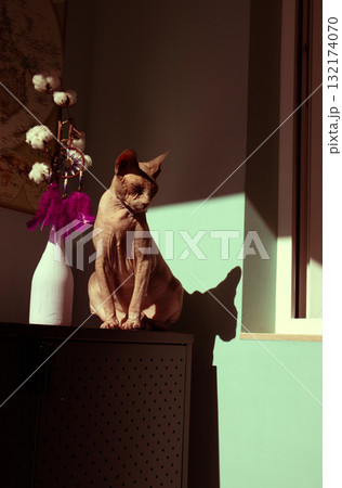 Elegant sphynx cat sitting in warm sunlight with deep shadows on the wall. Minimalist cozy home scene, symbol of mindfulness, self-care, solitude, and unique pet beauty in natural light. Feline pet. 132174070