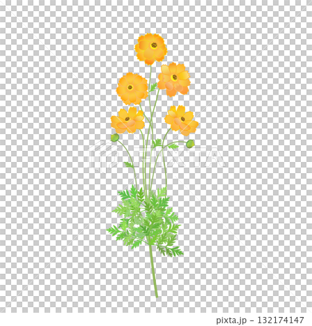 キバナコスモスのイラスト 132174147