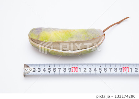 ゴヨウアケビ(五葉アケビ)果実のサイズ 最大サイズ ゴヨウアケビ(五葉アケビ)果実のサイズ 最大サイズ 132174290