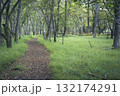 緑に囲まれた道 132174291