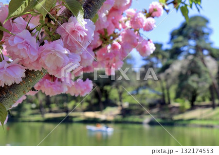 八重桜とボートの浮かぶ湖　紅華桜　大宮公園 132174553