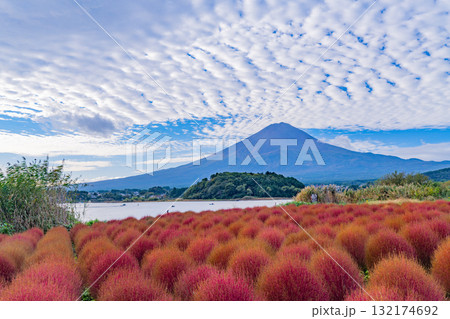【山梨県】河口湖大石公園・紅葉したコキアと富士山 早朝 【山梨県】河口湖大石公園・紅葉したコキアと富士山 早朝 132174692