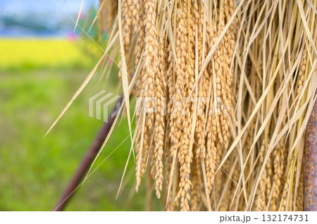 【新米】稲架掛け 132174731