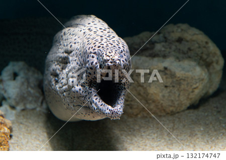 ウツボ－海のギャング 132174747