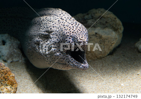 ウツボ－海のギャング 132174749