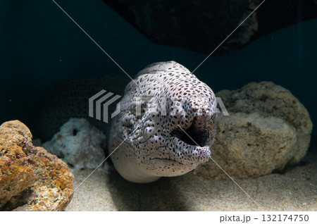 ウツボ－海のギャング 132174750