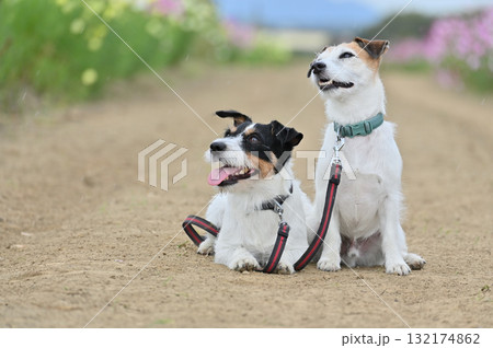 2匹の仲良しジャックラッセルテリアと満開のコスモス畑 2匹の仲良しジャックラッセルテリアと満開のコスモス畑 132174862