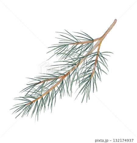 Green pine branch watercolor clipart, hand drawn with fine needle detail, great for Christmas packaging, eco stationery, natural pattern design, and winter-themed compositions Green pine branch watercolor clipart, hand drawn with fine needle detail, great for Christmas packaging, eco stationery, natural pattern design, and winter-themed compositions 132174937