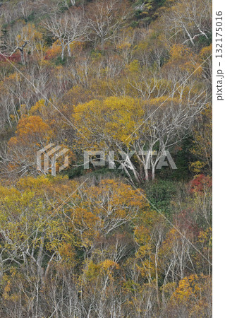 紅葉した山 紅葉した山 132175016