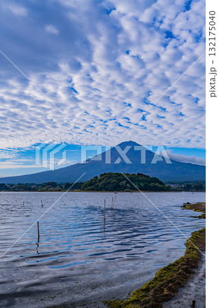【山梨県】水位が下がった河口湖の湖畔から見る富士山　早朝 132175040