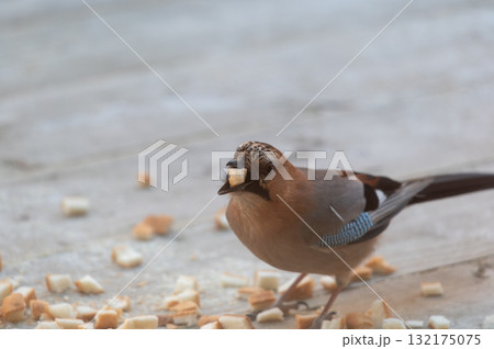 ミヤマカケス－北海道の野鳥 132175075