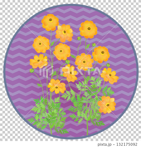 Illustration of yellow cosmos with circular background 132175092