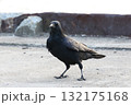 港で立ち止まりカメラを見つめるカラスの全身 132175168