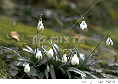 White snowdrop flowers. Galanthus flowers illuminated by the sun on a green blurred background, early spring 132175212