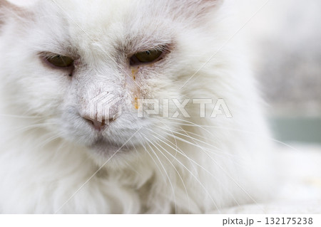 The white muzzle of a sad cat. The white muzzle of a sad cat. 132175238