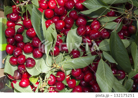 Red cherries with tails and leaves. Red cherries with tails and leaves. 132175251