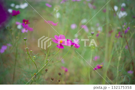 茨城県小美玉市のコスモス畑 132175358