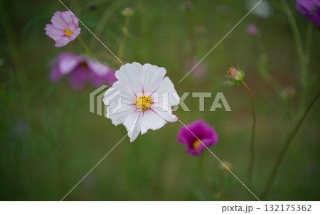 茨城県小美玉市のコスモス畑 132175362