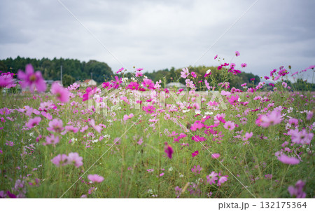 茨城県小美玉市のコスモス畑 132175364