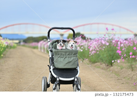 ペットカートで散歩　2匹のジャックラッセルテリア　満開のコスモス畑 132175473