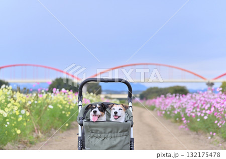 ペットカートで散歩　2匹のジャックラッセルテリア　満開のコスモス畑 132175478