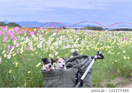 ペットカートで散歩　2匹のジャックラッセルテリア　満開のコスモス畑 132175489