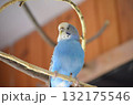 blue parrot on a branch 132175546