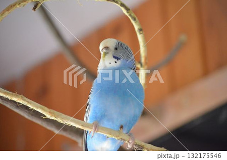 blue parrot on a branch 132175546