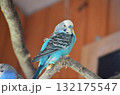 Blue parakeet sitting on a branch 132175547