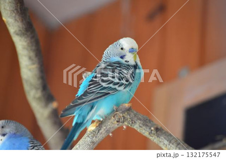 Blue parakeet sitting on a branch 132175547