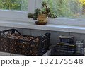 small plant pot in the home interior 132175548