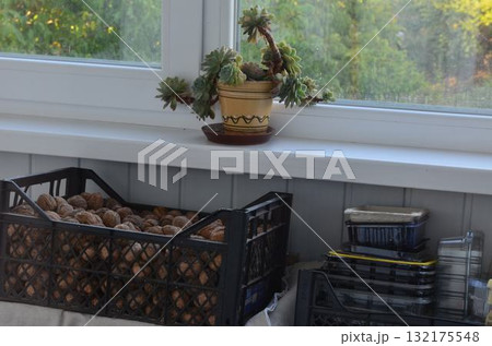 small plant pot in the home interior 132175548