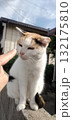 変顔の猫 132175810