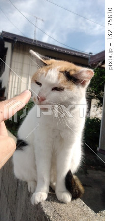 変顔の猫 変顔の猫 132175810