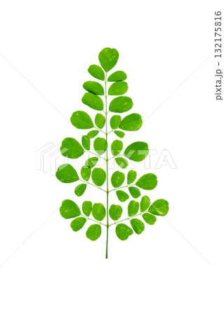 Moringa leaves on white isolated 132175816