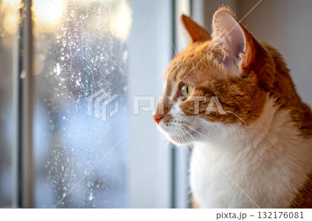 冬の窓辺の猫 曇りガラスを見つめる茶白猫の横顔 132176081