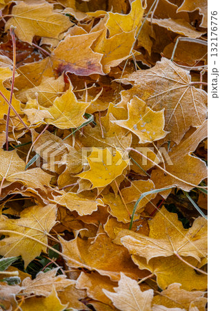 Close-up of pile of yellow maple leaves covered with frost. concept of autumn and beauty of nature 132176776