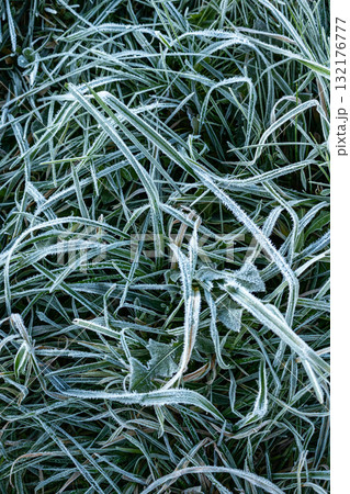 Field of grass covered in frost. The grass is tall and the frost is covering it.  132176777