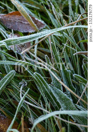 Field of grass covered in frost. The grass is tall and the frost is covering it. Field of grass covered in frost. The grass is tall and the frost is covering it. 132176779