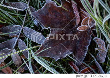 Close-up of a pile of leaves covered with frost. The leaves are brown and the frost is white.  132176780