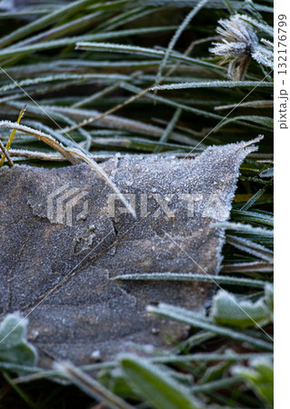 Close-up of a pile of leaves covered with frost. The leaves are brown and the frost is white. Close-up of a pile of leaves covered with frost. The leaves are brown and the frost is white. 132176799