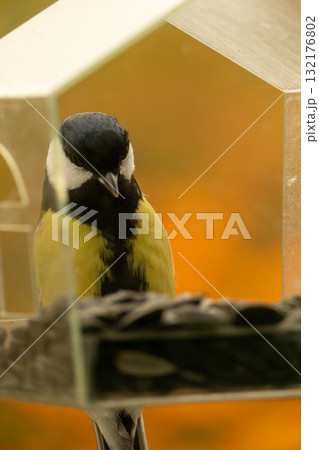 titmouse bird flies and eats food or seeds in a bird feeder. 132176802
