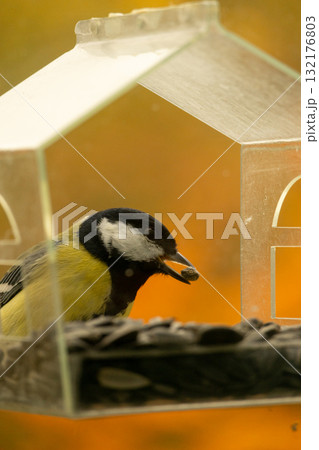 titmouse bird flies and eats food or seeds in a bird feeder. 132176803
