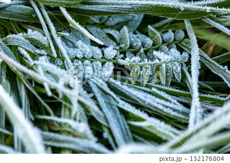 Field of grass covered in frost. The grass is tall and the frost is covering it. Field of grass covered in frost. The grass is tall and the frost is covering it. 132176804