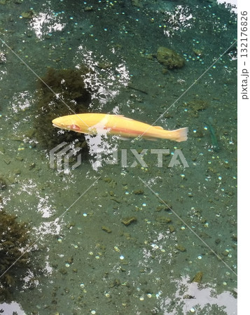 清流に浮かぶ黄色い鯉 132176826